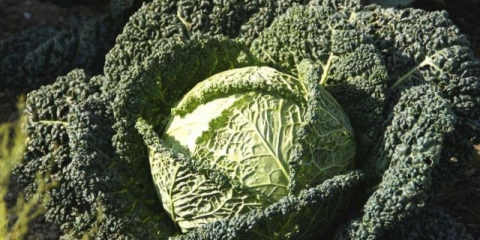 Savojski kupus: koristi i štete, recepti za kuhanje